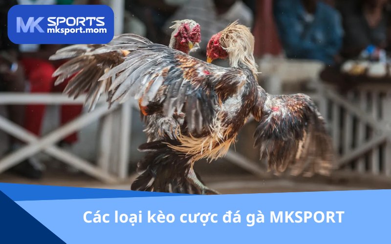 Kèo cược hấp dẫn